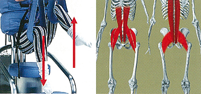 股間接の屈伸運動
